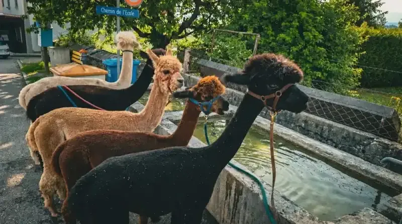 Atelier de zoothérapie Zoa à Loveresse